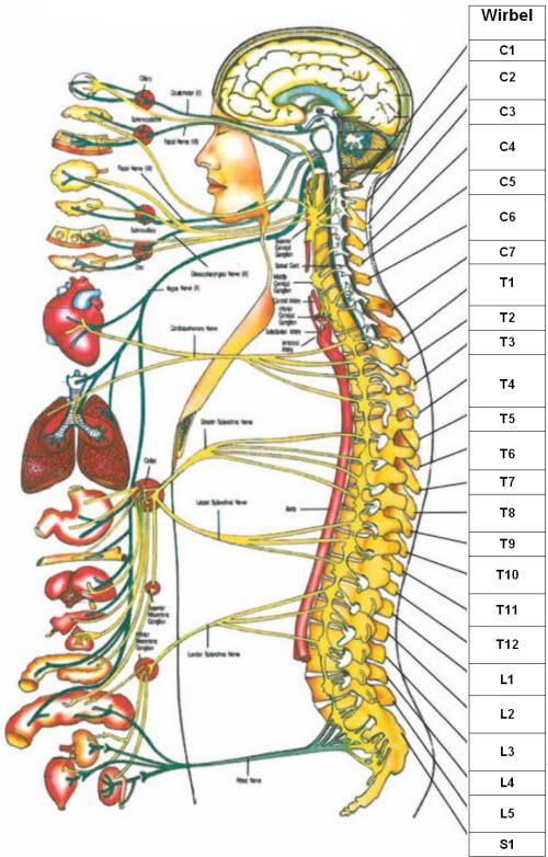 nervensystem