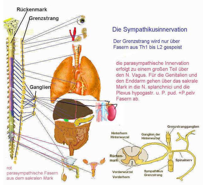 organesymp